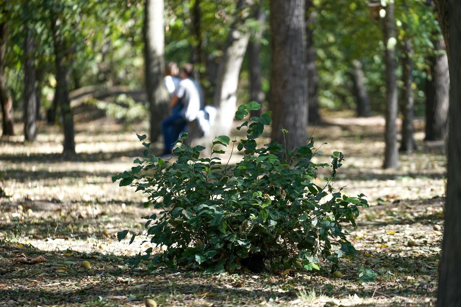 the green Bush in the Park on a background of trees photo