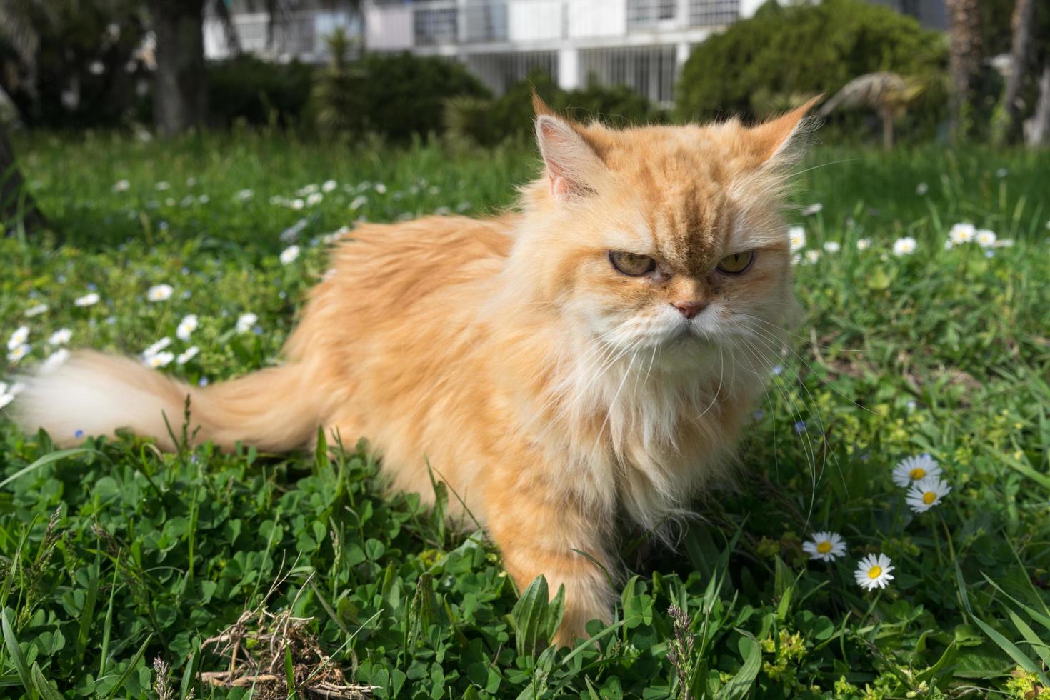 Fluffy red cat walks in the grass and flowers. photo