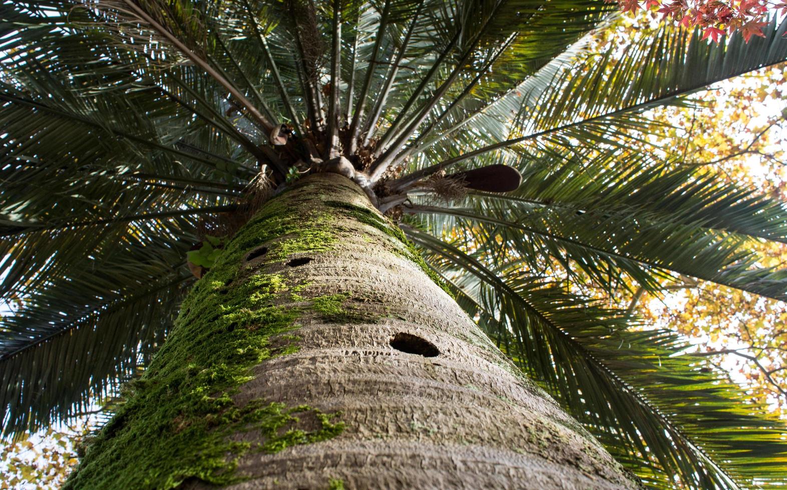 Fondo natural con tronco de palmera y hojas. foto