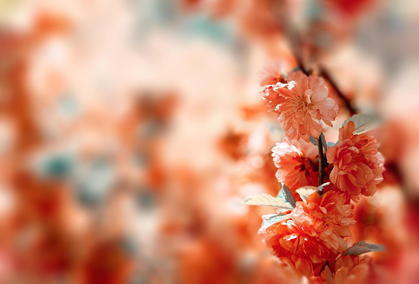 Beautiful floral pink background of sakura flowers photo