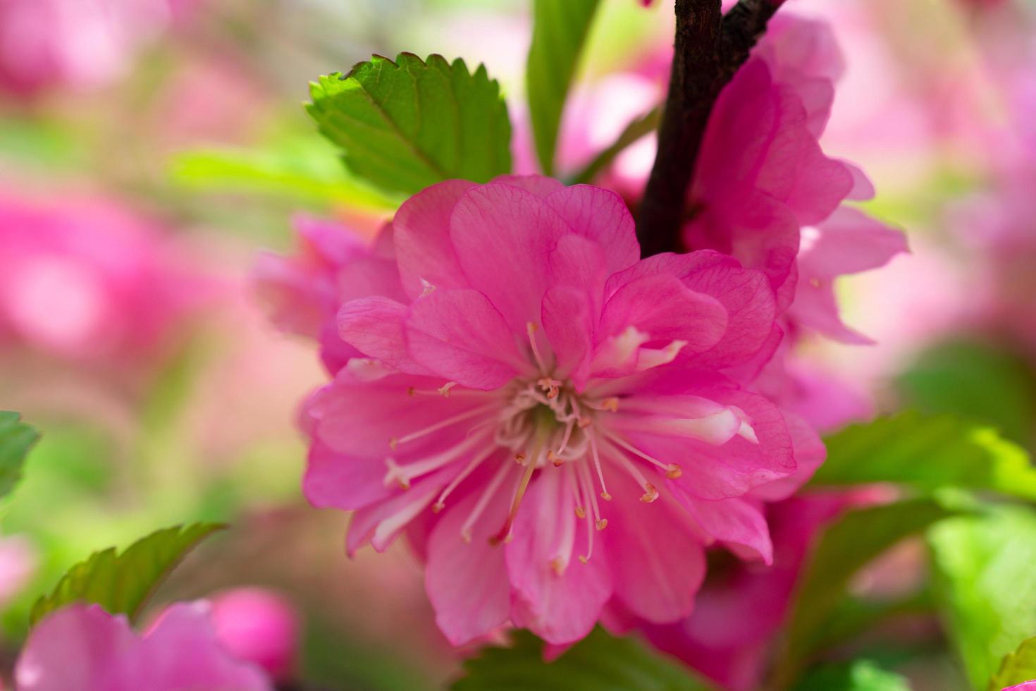 hermoso fondo floral rosa de flores de sakura foto