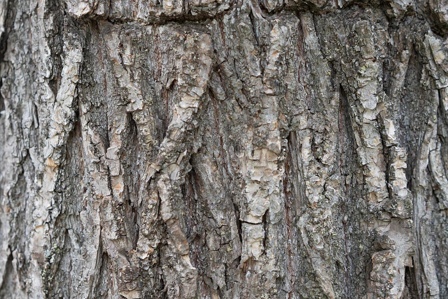 Fondo natural con textura de corteza de árbol. foto