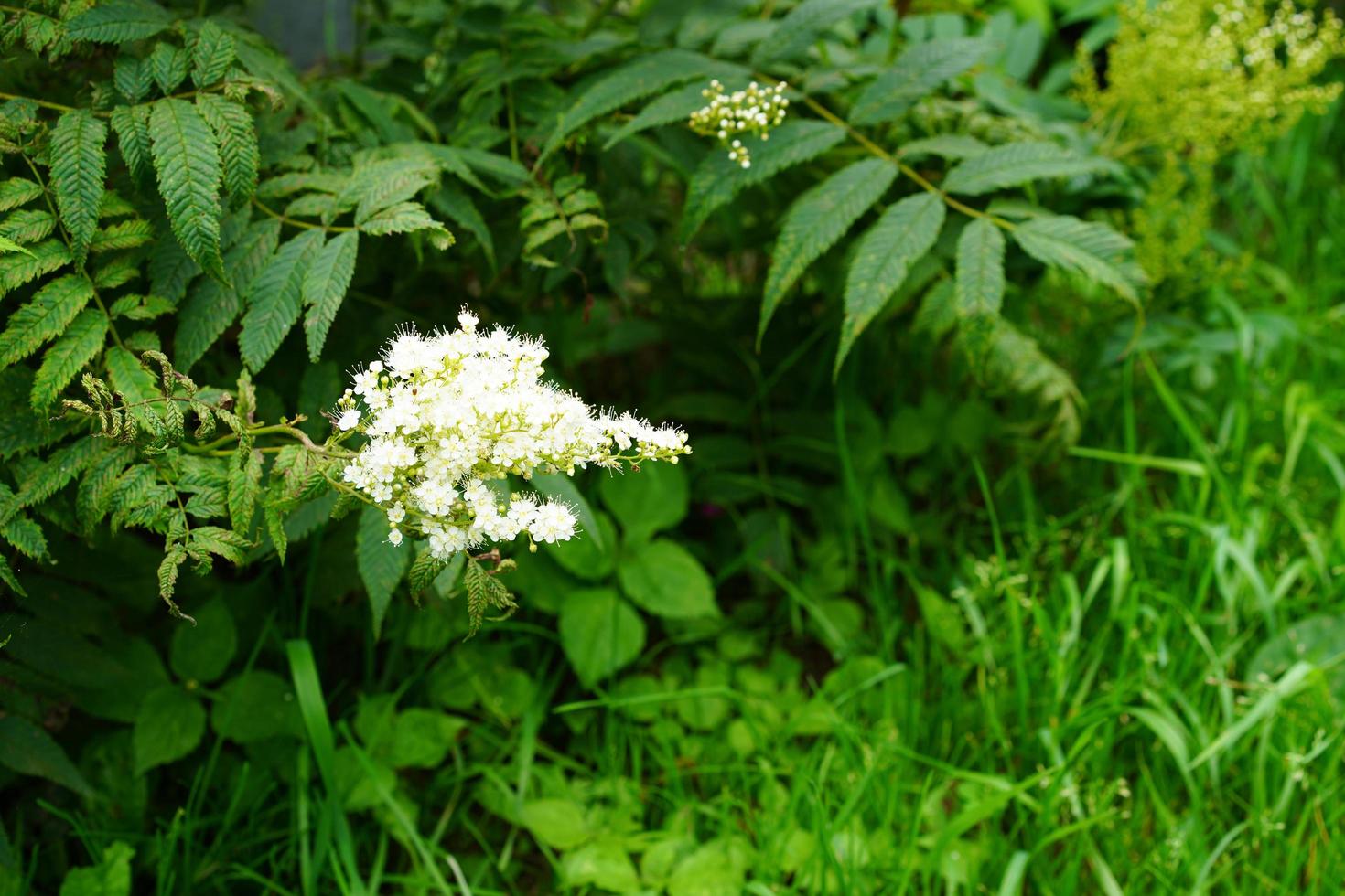 flores de saúco sobre un fondo de hierba verde. foto