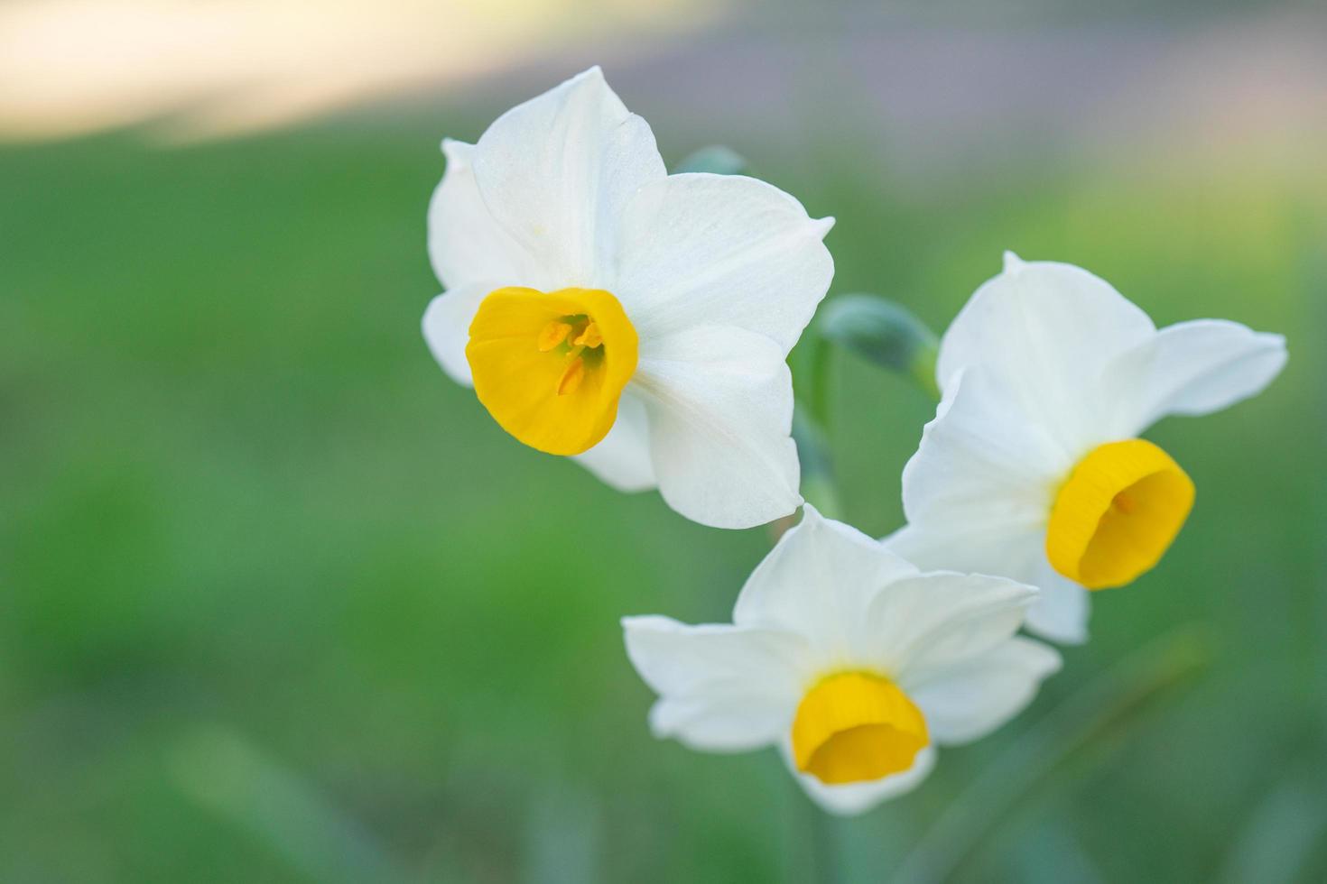 Natural background with white daffodil flowers photo