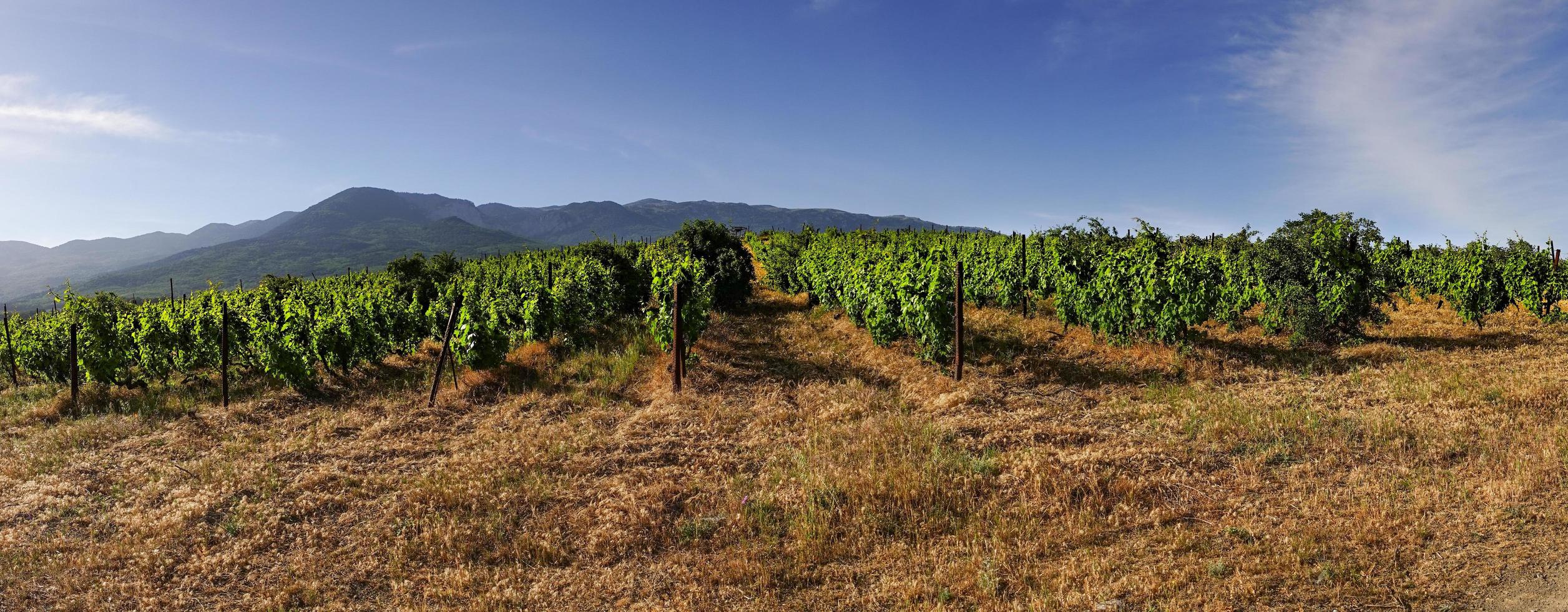 Panorama of vineyards on the background of the mountains. photo