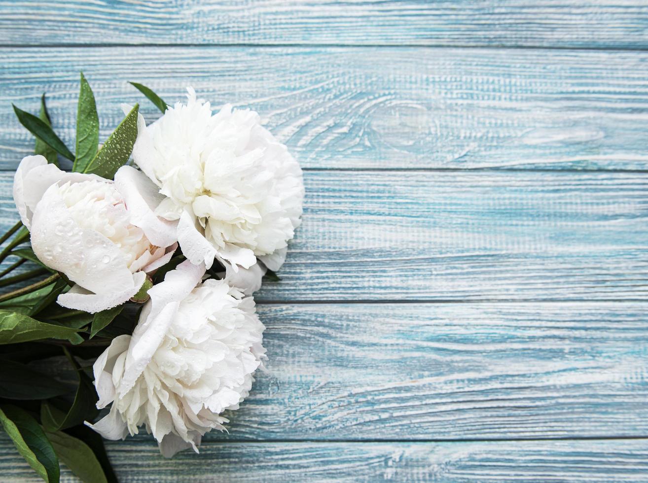 Peony flowers on a blue wooden background photo
