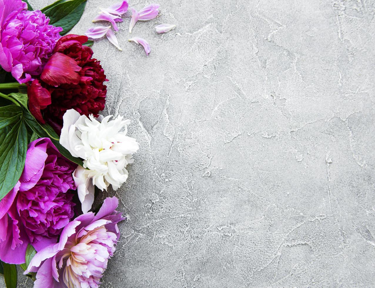 Peony flowers on a gray concrete background photo