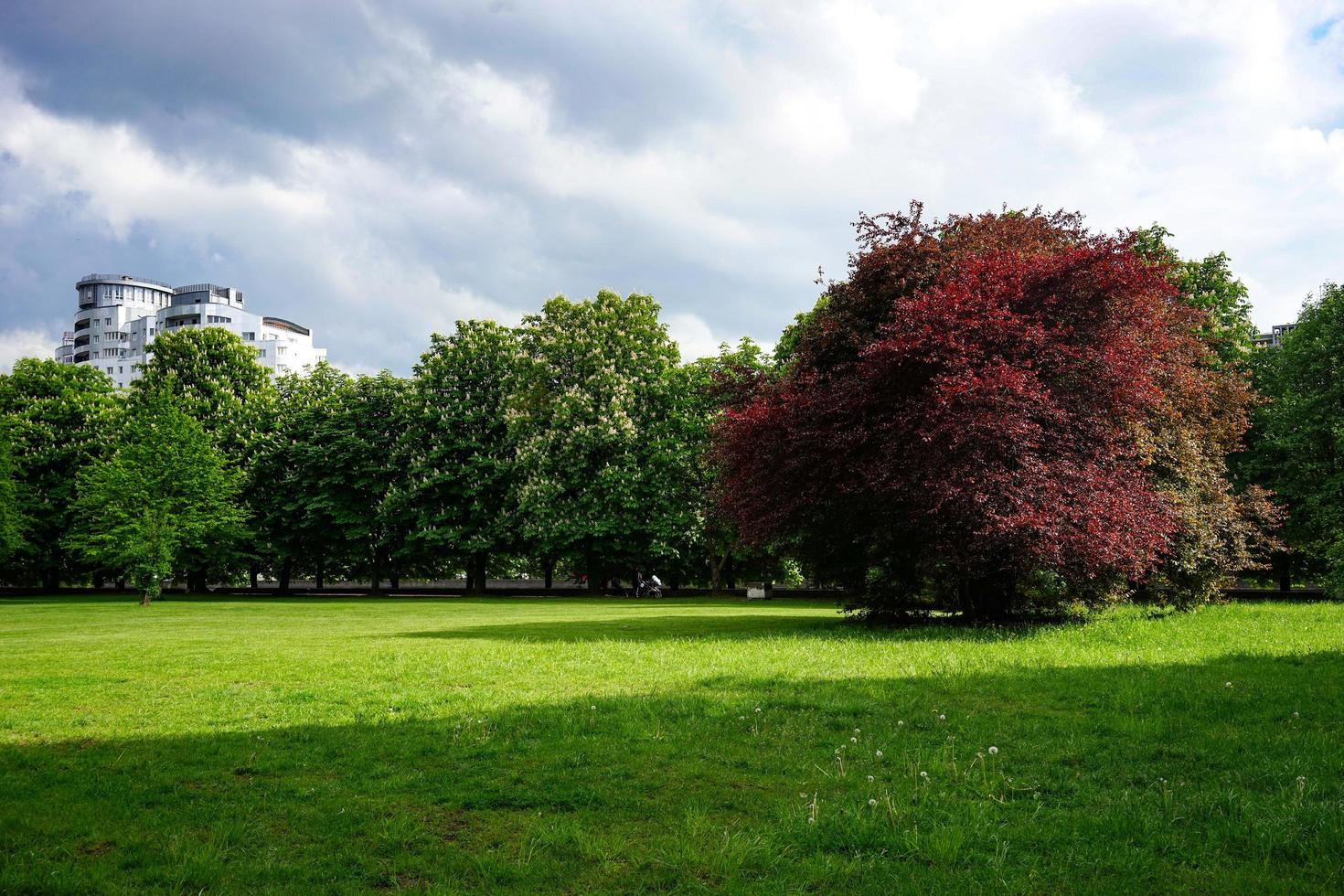 Park lawn with green grass photo