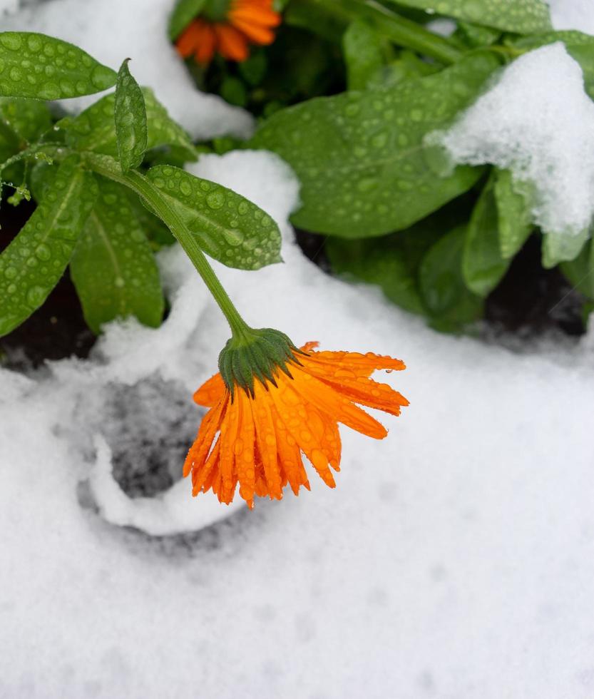 Flores de caléndula en gotas de agua sobre la primera nieve foto