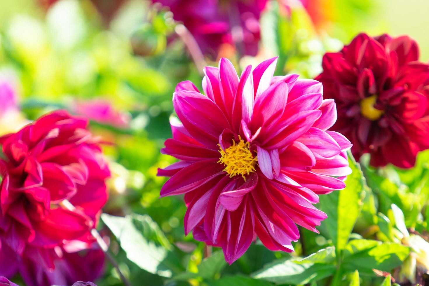 Floral background with pink dahlias on green background photo