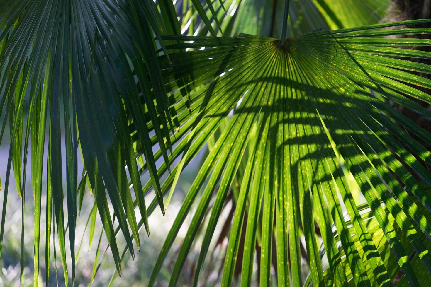 Fondo natural con hojas de palmera de abanico en un día soleado de verano brillante foto