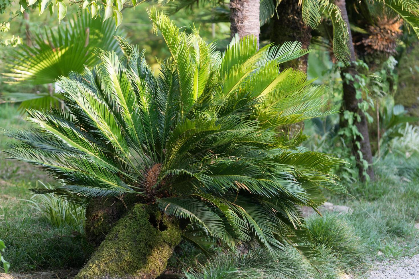 a fan palm tree on a background of green grass and leaves photo