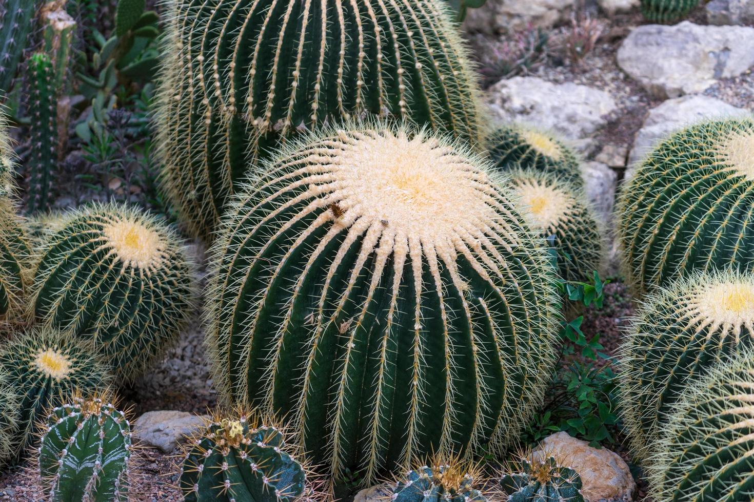 Natural background with prickly green cacti photo