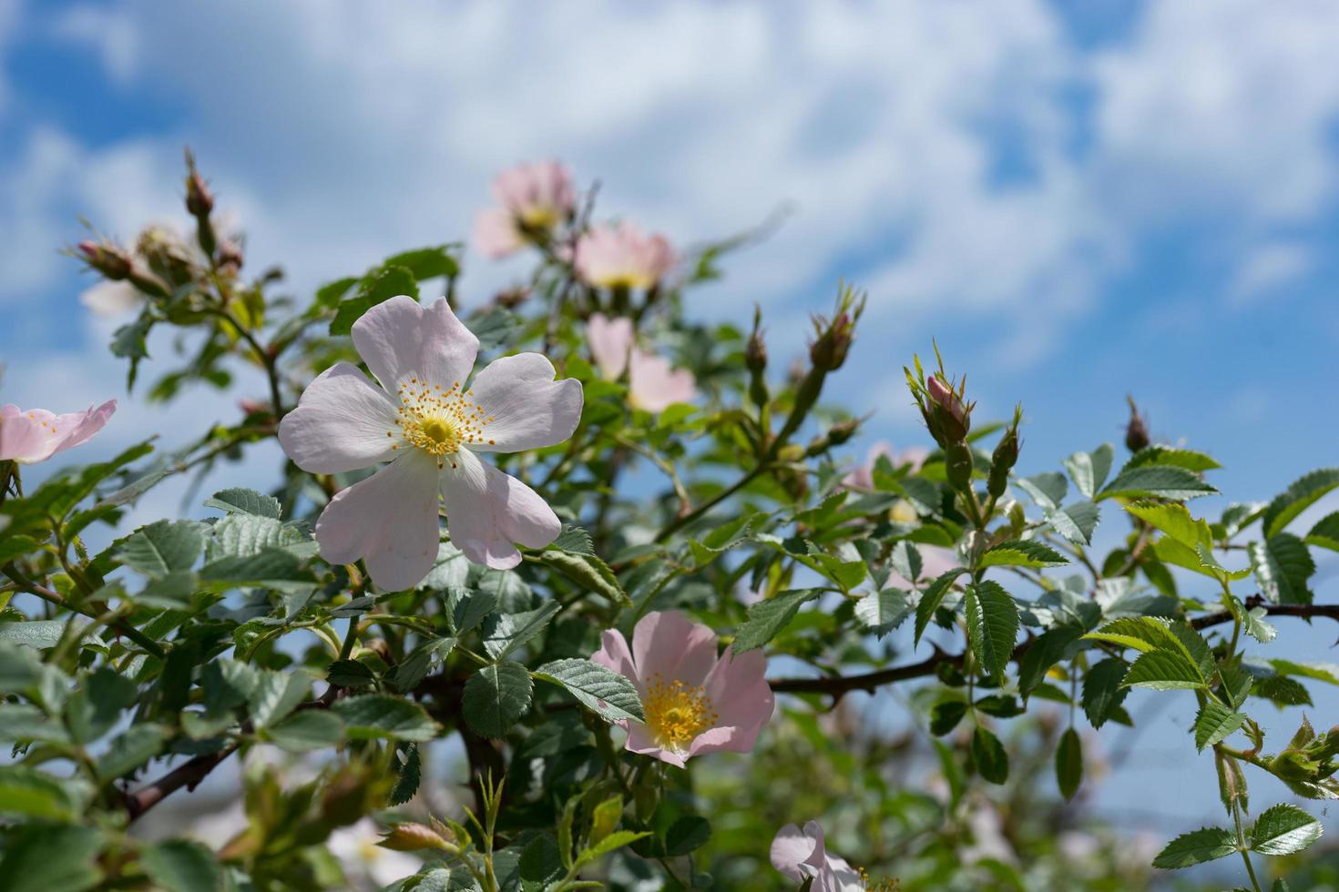 Pink wild rose flowers on background blue sky photo