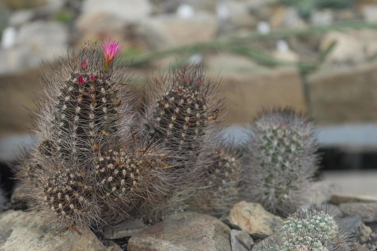 Mamillaria cactus con flores de color rosa sobre un fondo de piedras foto