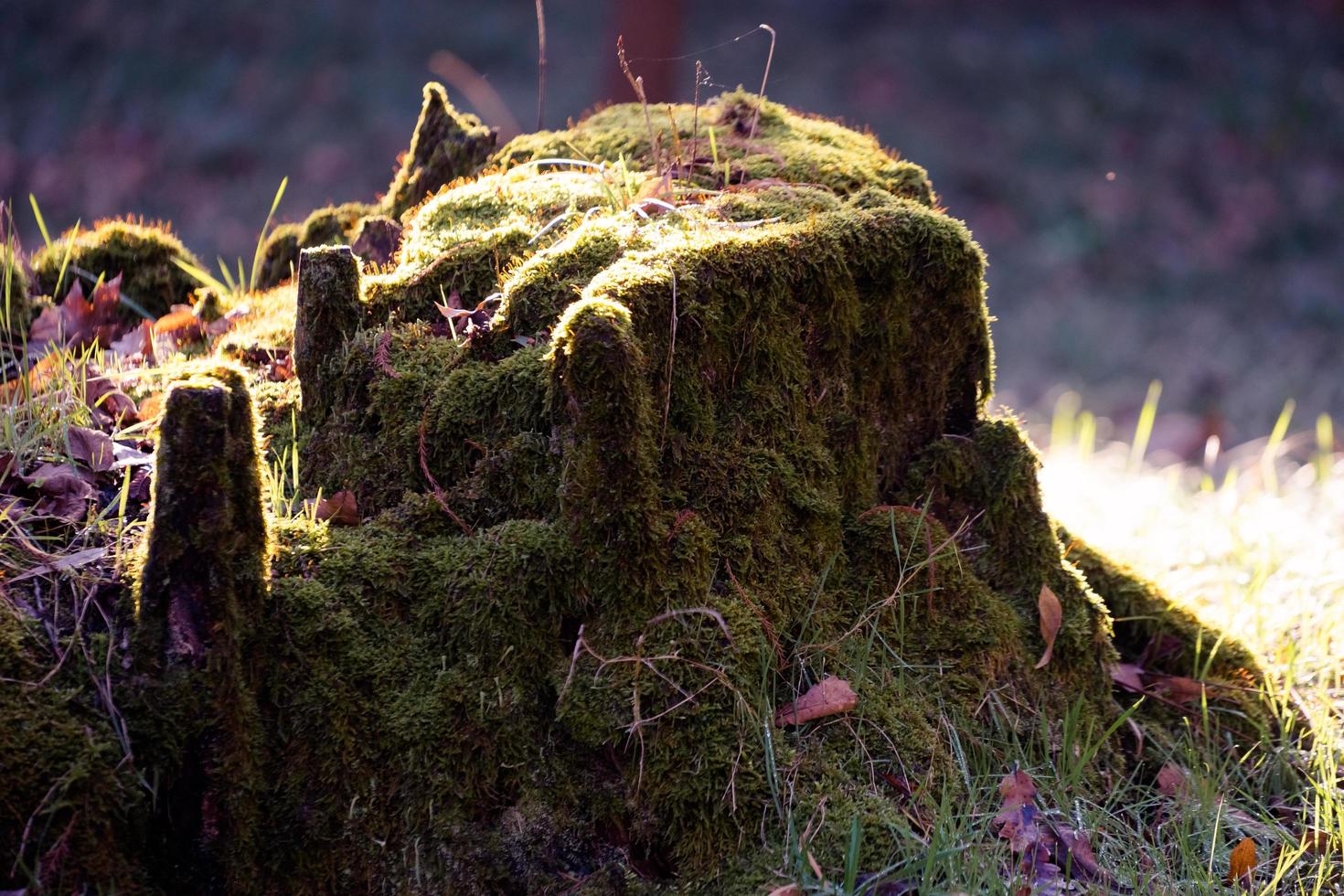 Natural background with an old stump in the moss photo