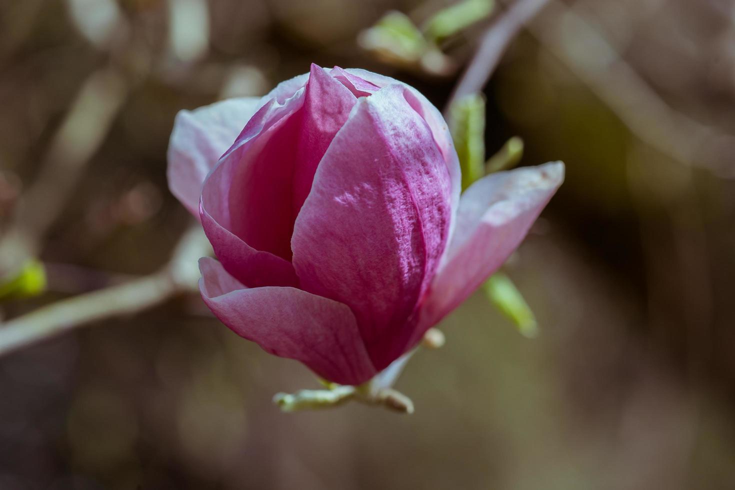 Pink Magnolia flower on blurred vintage background photo