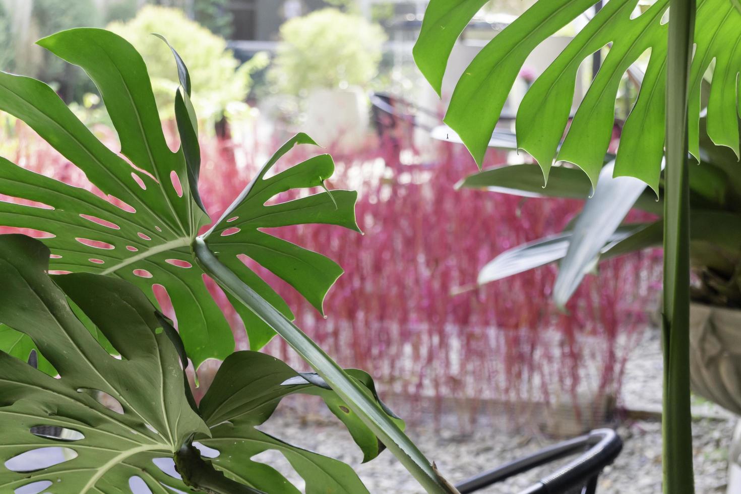 Green tropical leaves photo