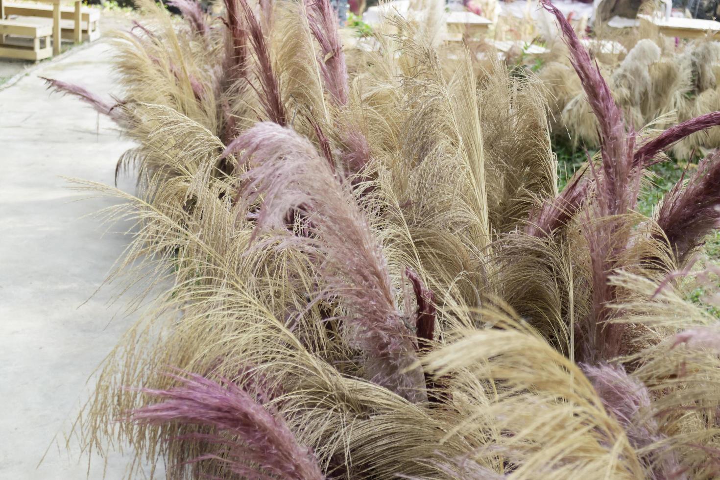 Pink and beige grass photo