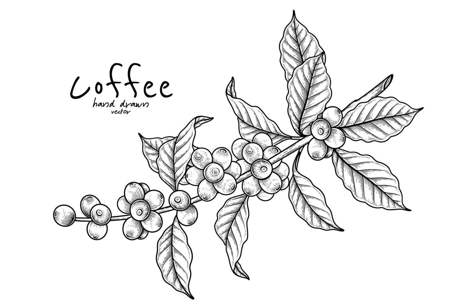 Branch of coffee with fruits hand drawn illustration vector