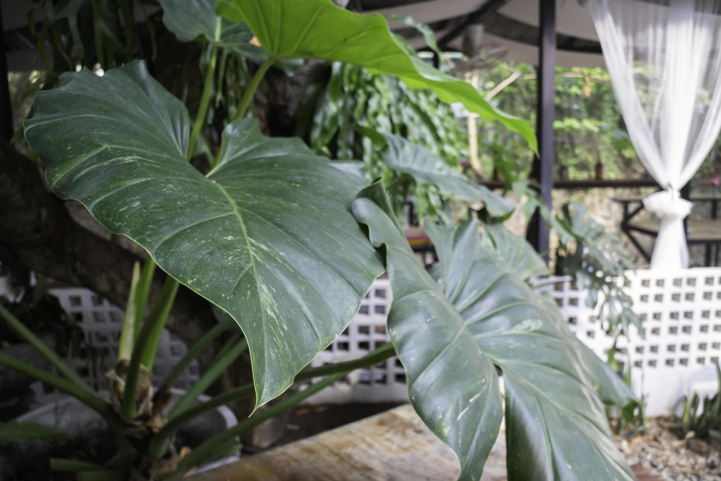 Lush tropical green leaves photo