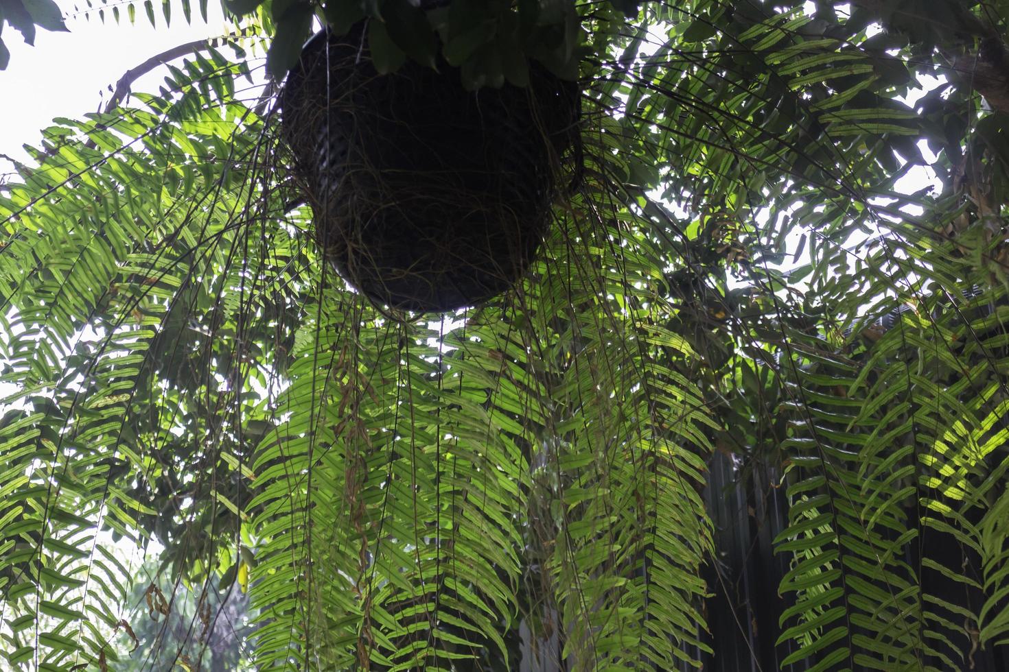 Hanging fern plant photo