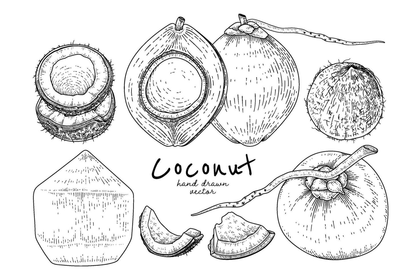 Whole half shell and meat of coconut hand drawn Hand drawn Sketch retro style vector