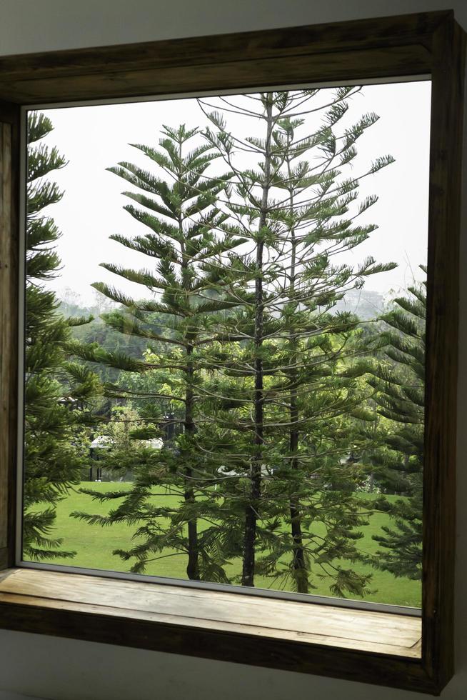 Conifer trees window view photo