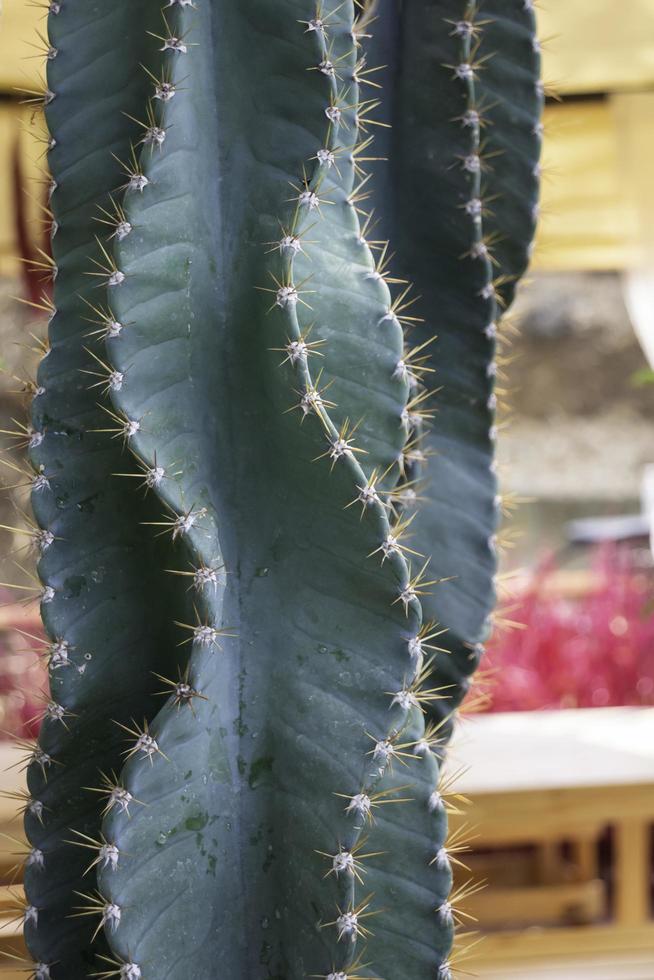 primer plano, de, un, cactus foto