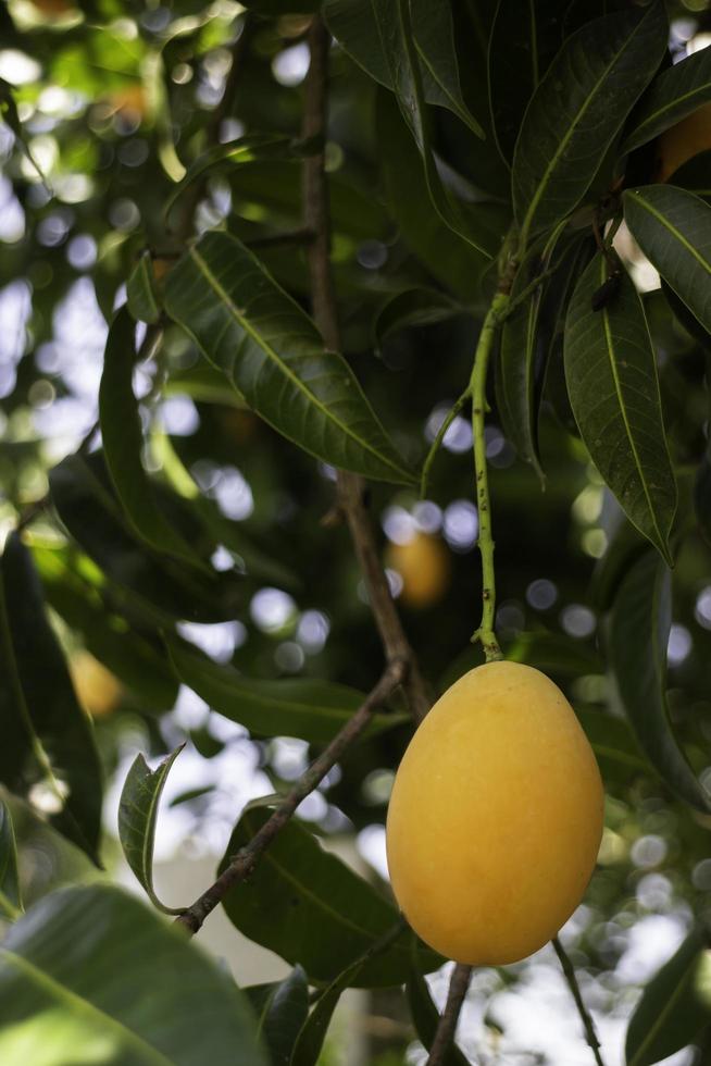 Sweet yellow plum photo