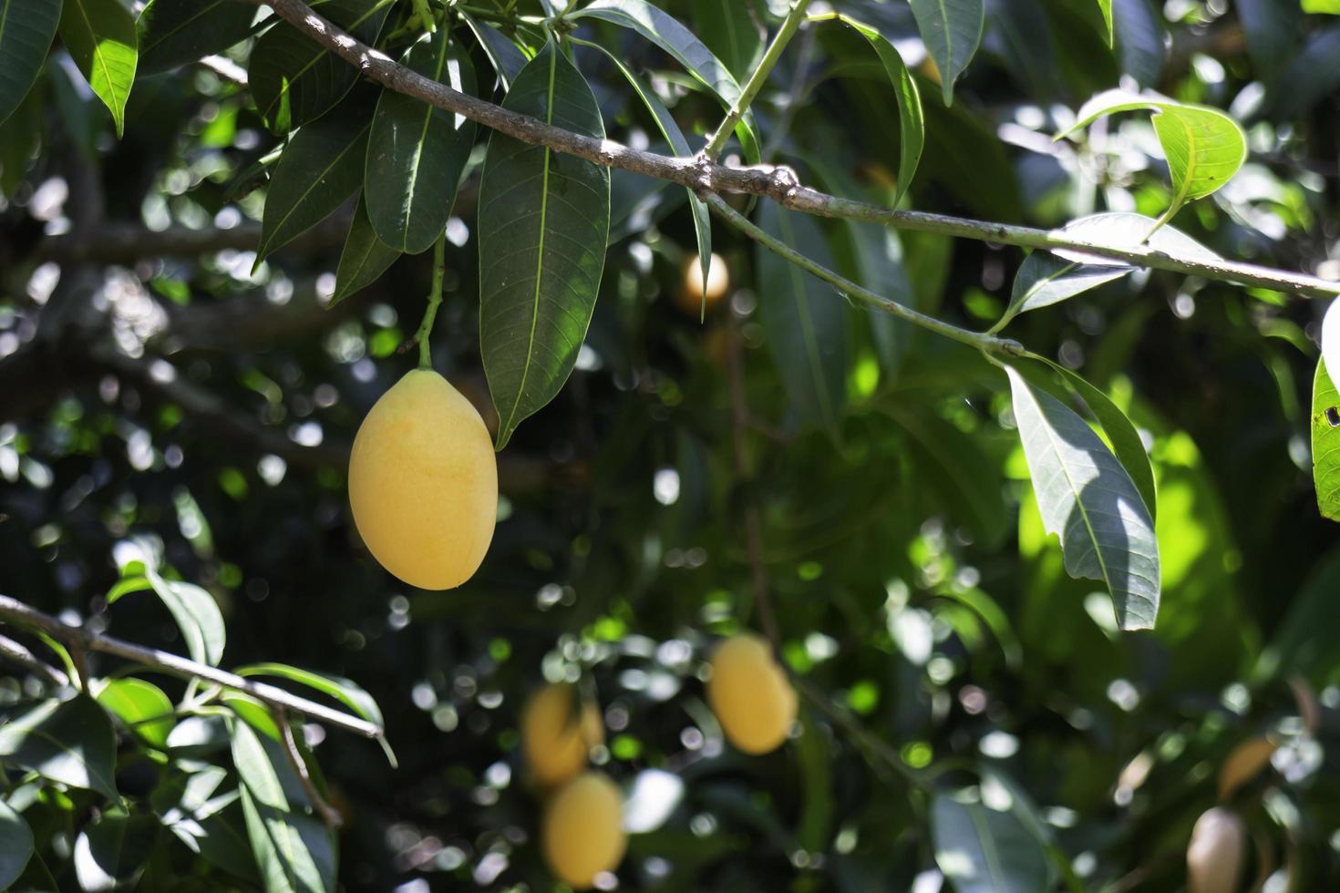 Yellow plums and green leaves photo