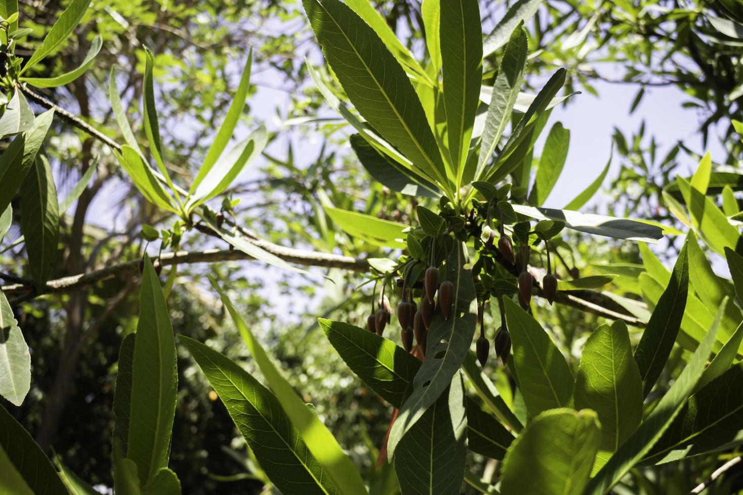 Lush green leaves photo