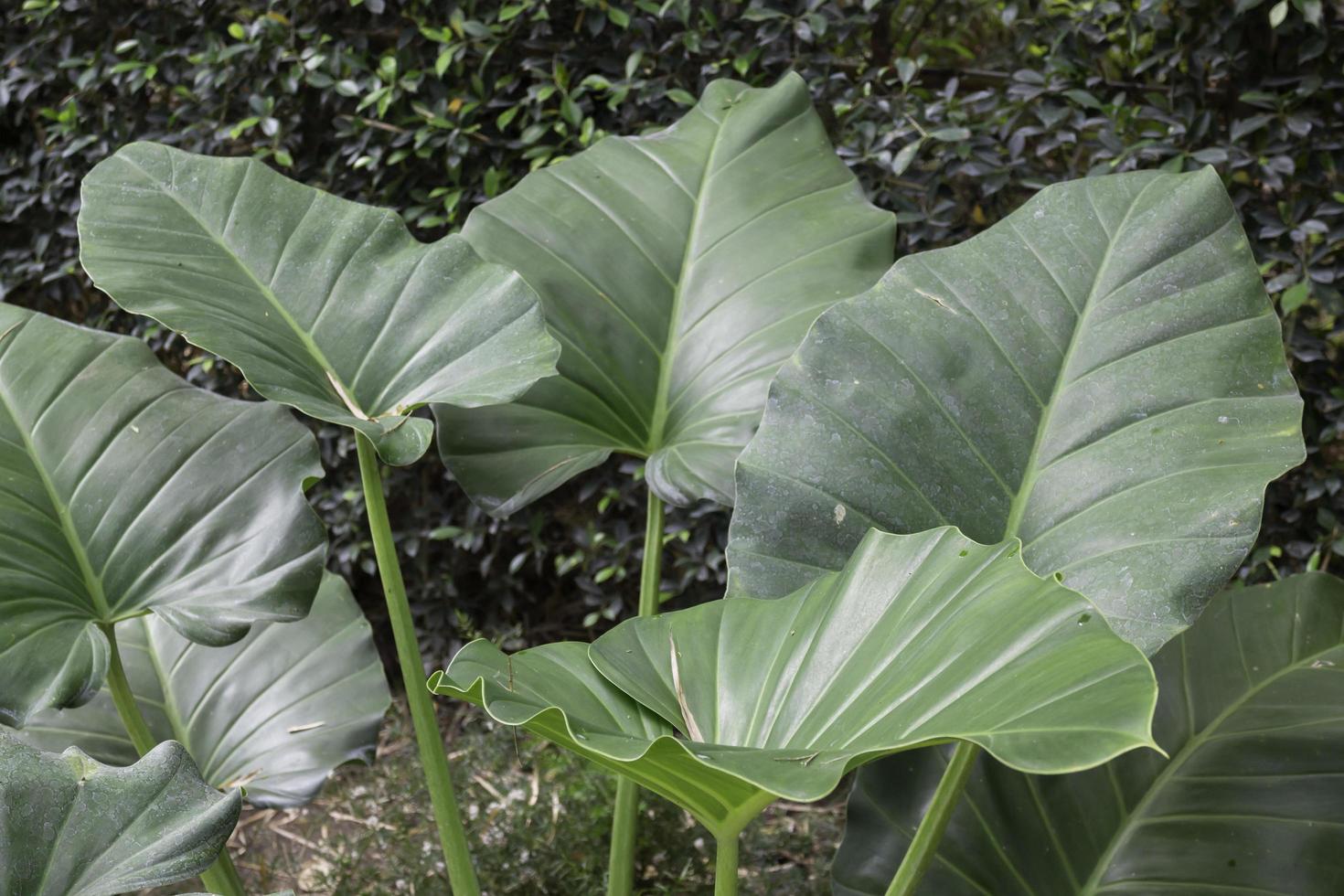 Large green leaves photo