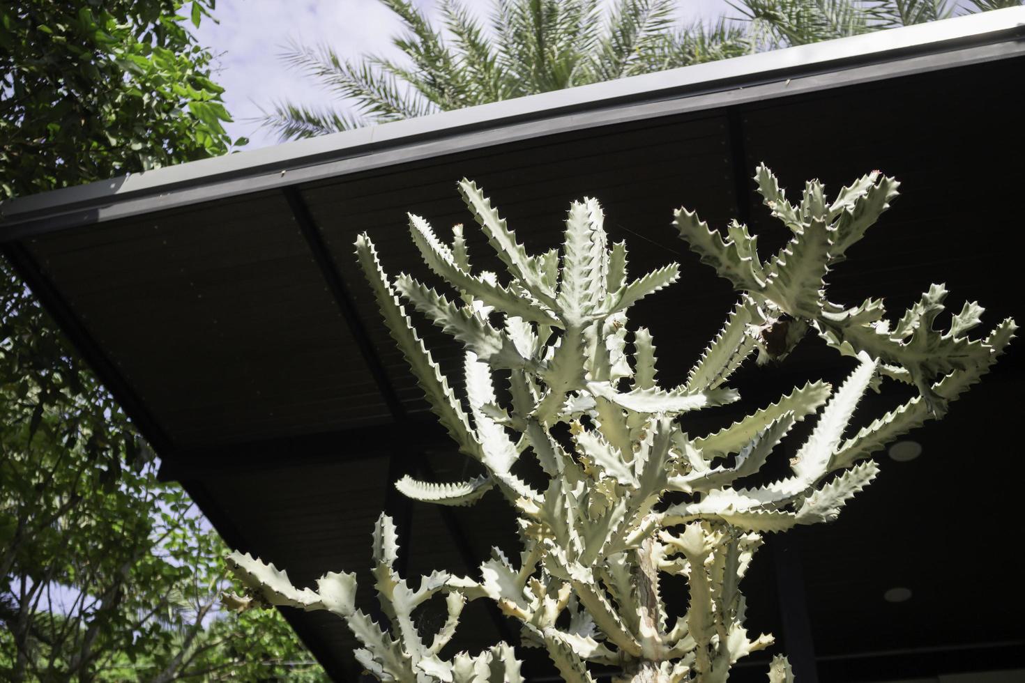 Tall cacti plant photo