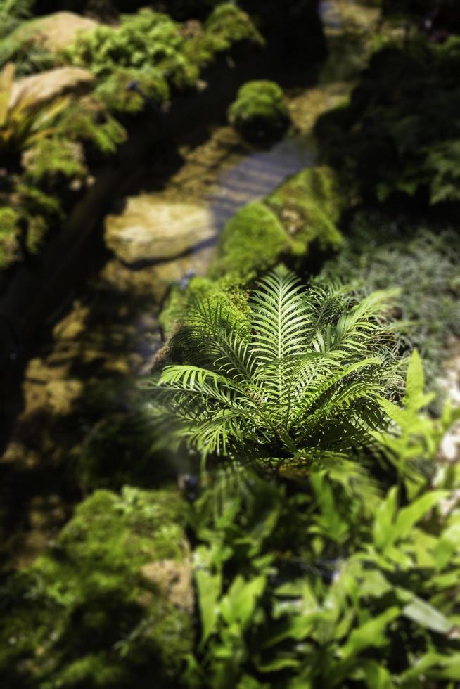 Tropical plants near water photo
