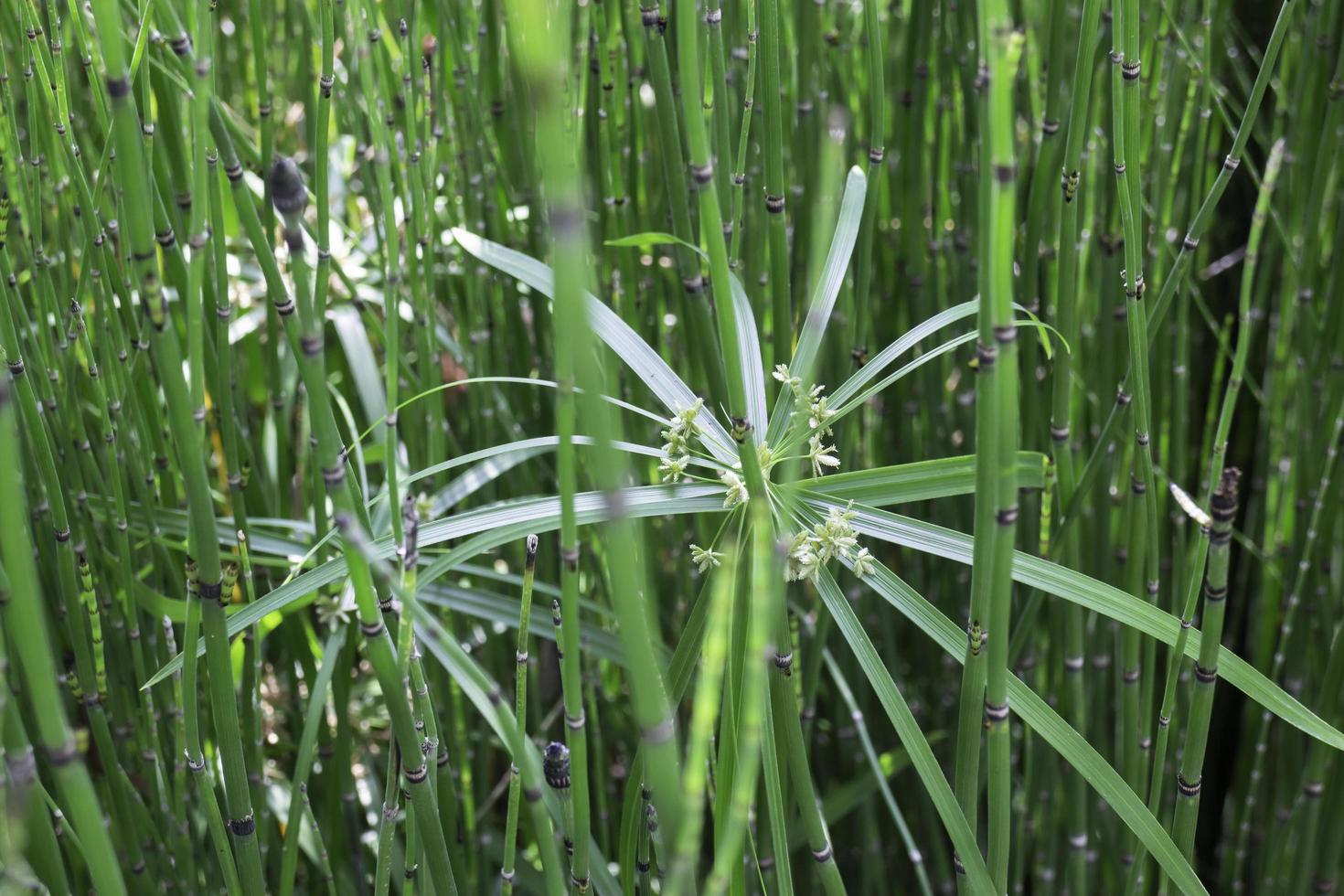 Lush bamboo during the day photo