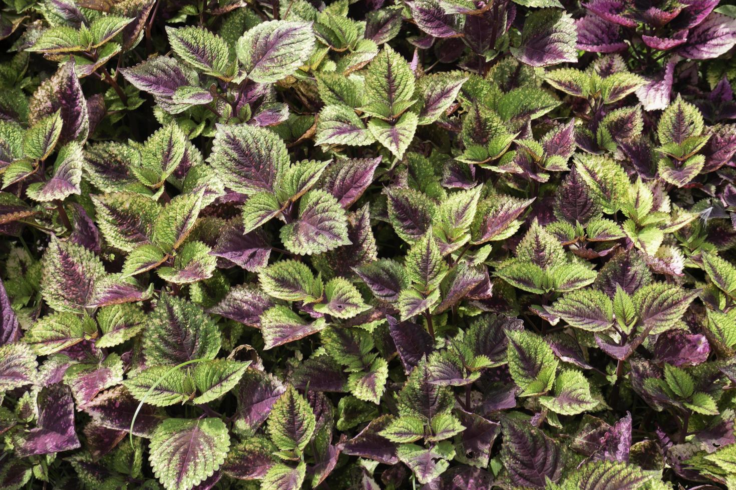 Purple and green leaves photo