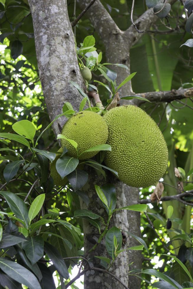 fruta verde en un árbol foto
