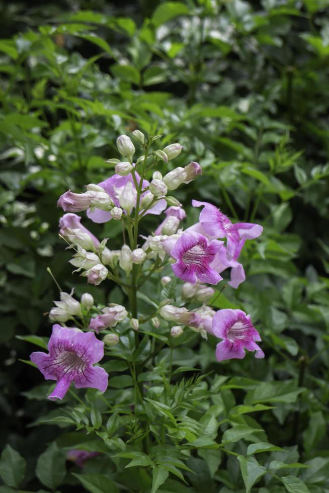 flores moradas en un jardín foto