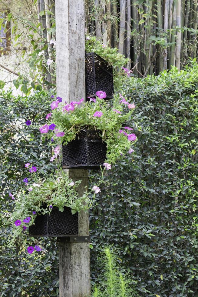 Potted hanging flowers photo