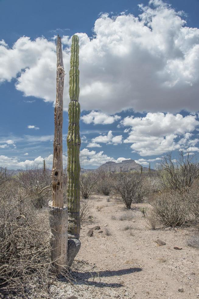 Cactus in the desert of Baja California sur Mexico photo