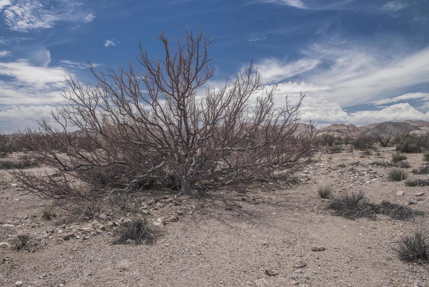 La flora en el desierto de Baja California, en la península de Baja, bajo un cielo nublado azul foto