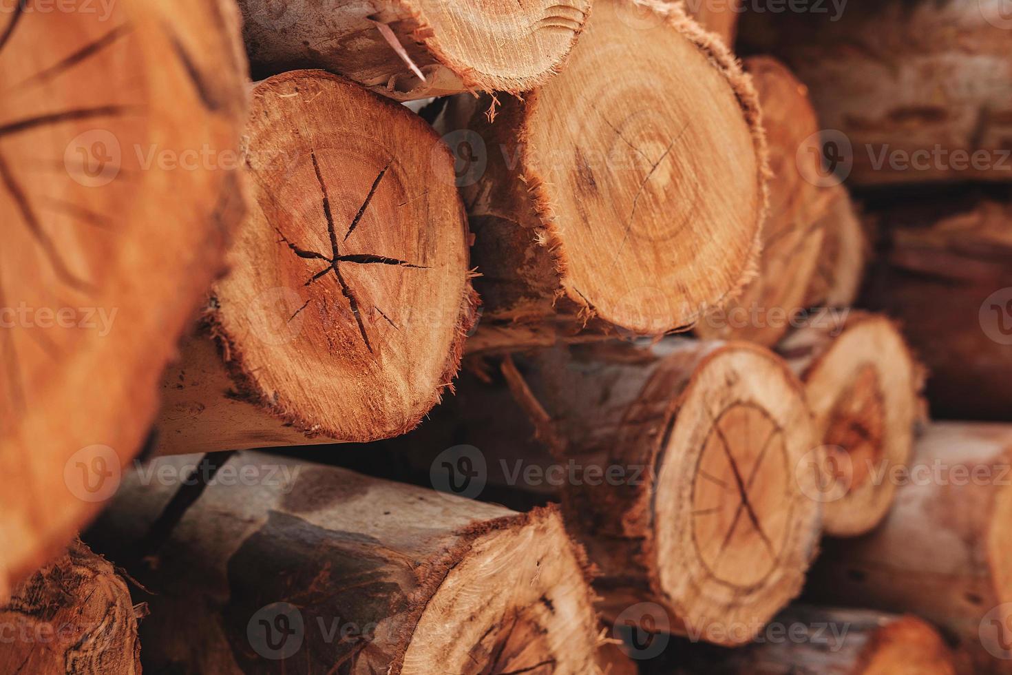 The background texture of the cut tree photo