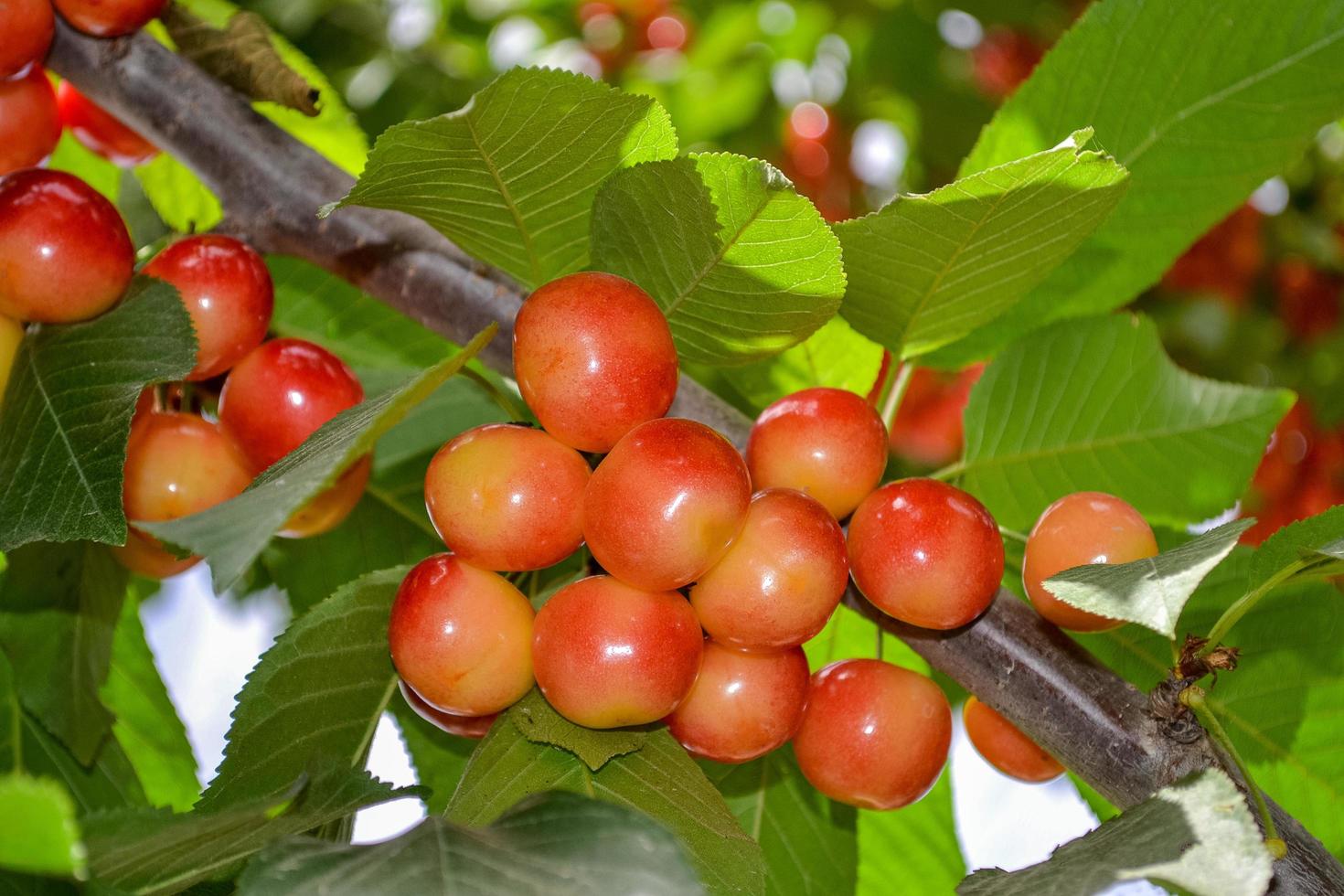 Close up fresh yellow and red cherries on the tree branch photo