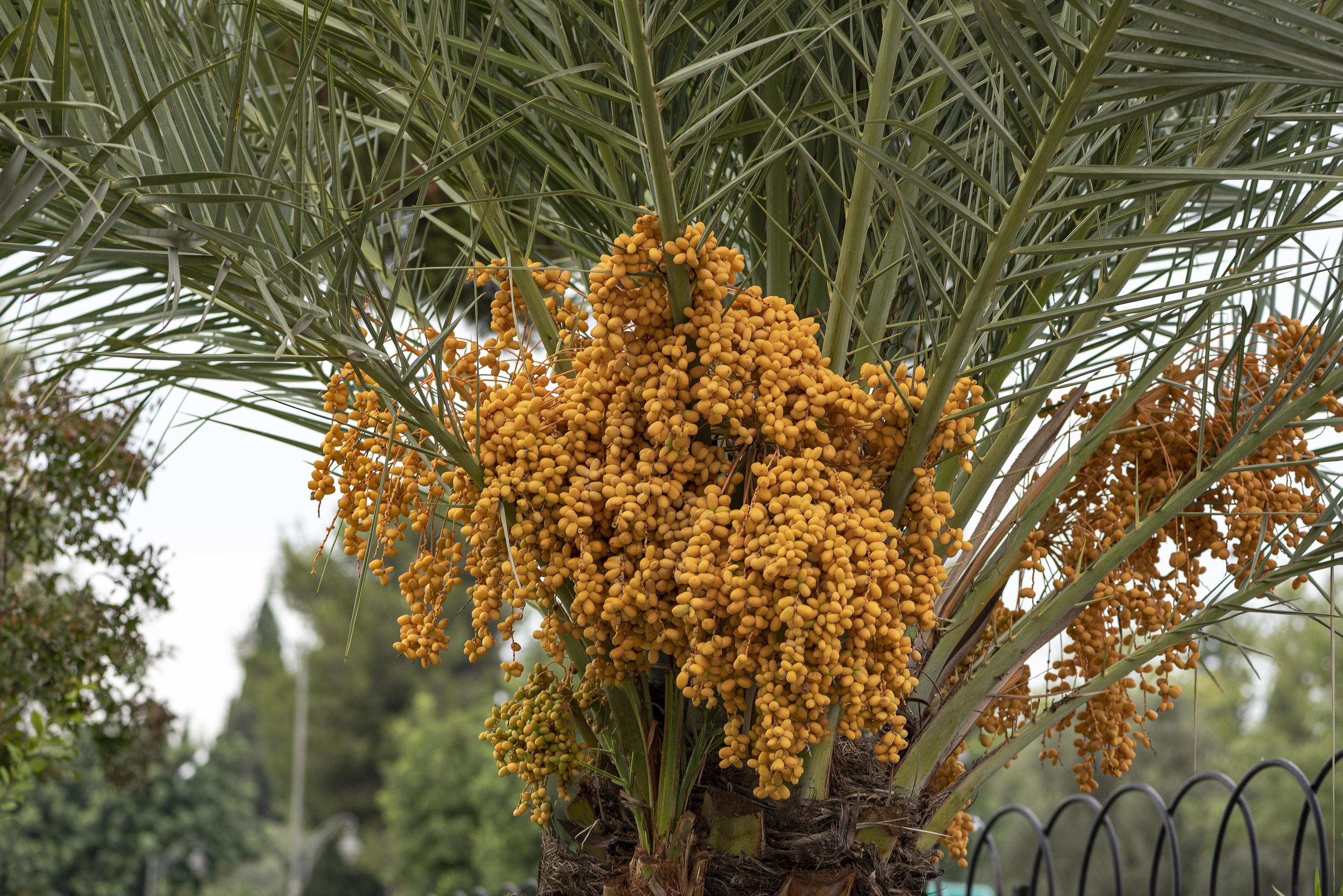Ripen yellow and brown rutab dates, yellow dates on a palm tree 2317734