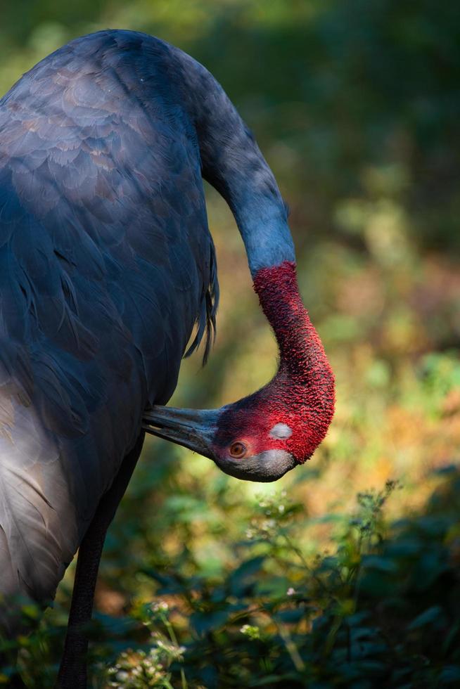 Eastern Sarus Crane, Antigone antigone sharpii, wild bird in wildlife nature field photo