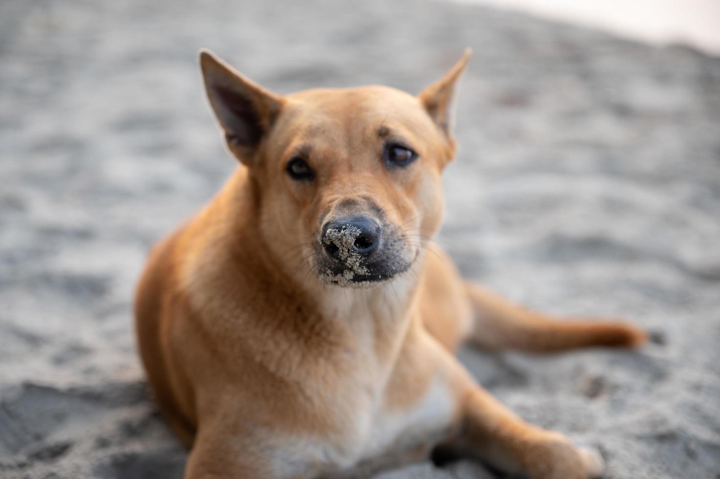 Sleepy dog on the sea sand beach during summer vacation time, freedom in nature, happy to sleep in tropical beach, puppy dog cute in holiday photo