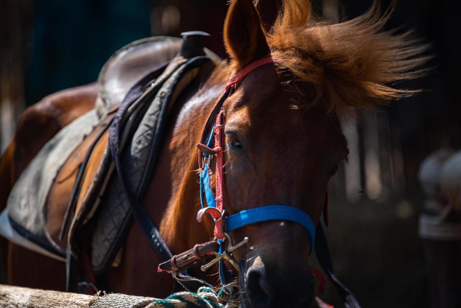 Close up of brown horse head portrait, mammal animal with stable living in a farm, equestrian nature hair and face of mare, equine and mane photo