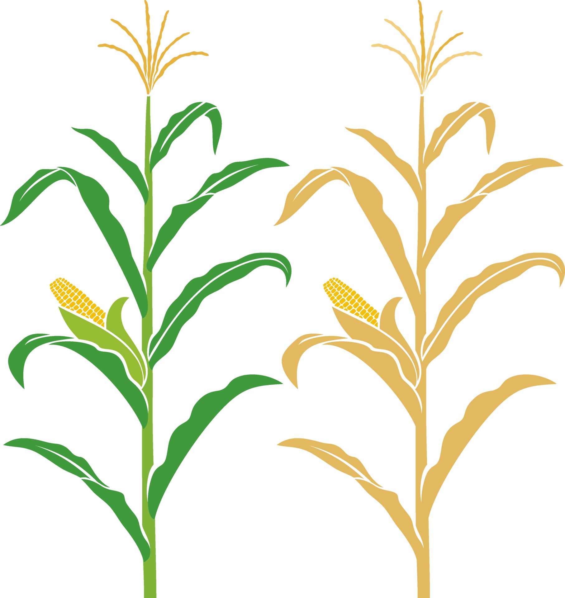 Corn stalk vector illustration 2321694 Vector Art at Vecteezy