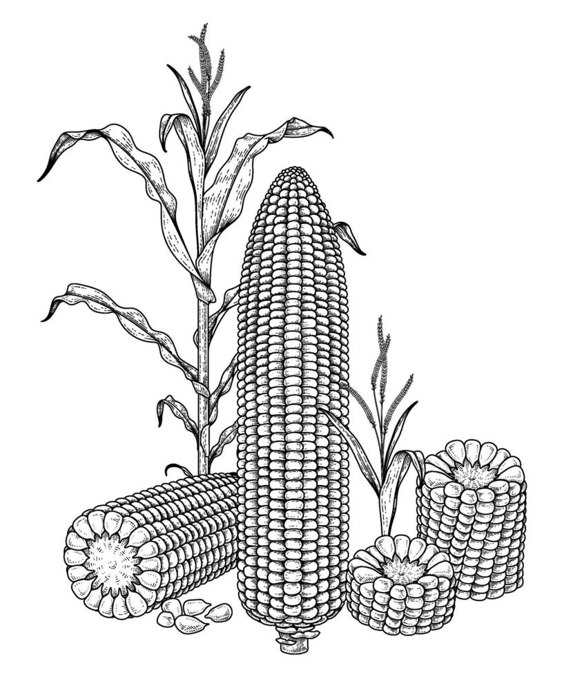 Set of corn hand drawn illustration vector